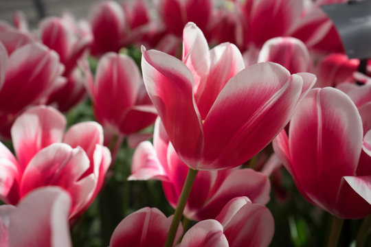 pink and white colored tulip flowers in a garden in Lisse, Netherlands, Europe © SkandaRamana
