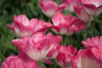 Obraz premium Pink tulip flowers in a garden in Lisse, Netherlands, Europe