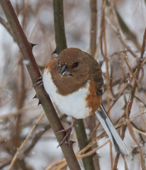 Winter bird