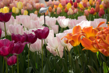 Obraz premium Bright colored tulip flowers in a garden in Lisse, Netherlands, Europe