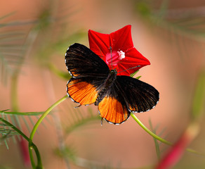 Red pierrot - Talicada nyseus butterfly © Dmitrii