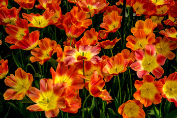 Naklejka na ściany i meble Red and Yellow tulip flowers in a garden in Lisse, Netherlands, Europe