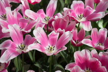 Obraz na płótnie Canvas Pink tulip flowers in a garden in Lisse, Netherlands, Europe