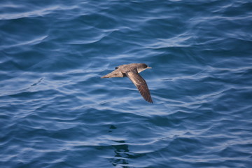 Short-tailed Shearwater (Puffinus tenuirostris) in Japan
