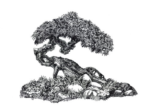 Deciduous bonsai.