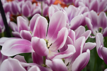 Obraz na płótnie Canvas pink tulip flowers in a garden in Lisse, Netherlands, Europe