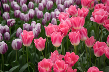 Pink and rose colored tulip flowers in a garden in Lisse, Netherlands, Europe