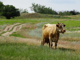 Cow in pasture