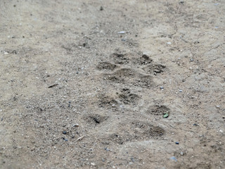 The trail of a wild animal