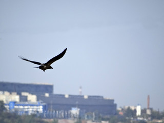 Fototapeta na wymiar Flight of the crow