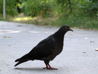 Pigeon on the pavement