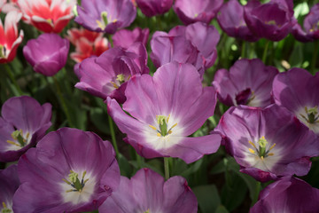 Violet color tulip flowers in a garden in Lisse, Netherlands, Europe