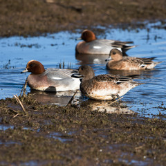 Eurasian Wigeon, Wigeon, Duck, Anas Penelope