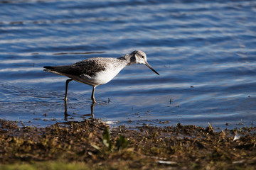 Common Greenshank, Greenshank, Tringa nebularia