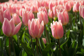 Pink and rose colored tulip flowers in a garden in Lisse, Netherlands, Europe