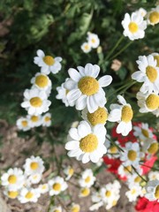 Ramo de flores, margaritas, flores blancas con amarillo, Flores Pequeñas, Jardin