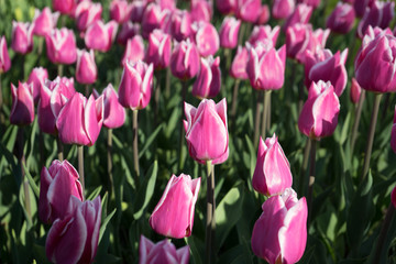 Pink and rose colored tulip flowers in a garden with fountain in Lisse, Netherlands, Europe