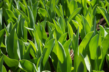 Fototapeta na wymiar Green leaves of a plant in a garden in Lisse, Netherlands, Europe