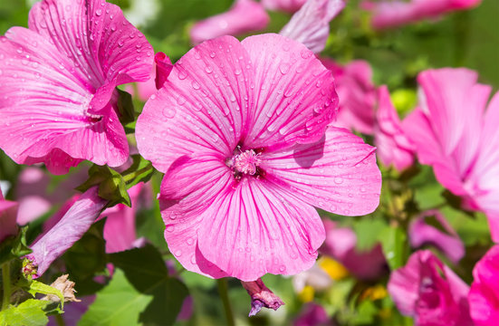 Fototapeta Close up of pink delicate lavatera. 