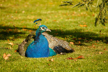 Fototapeta premium Peacock lying in shadow of tree in city park, Victoria, Canada