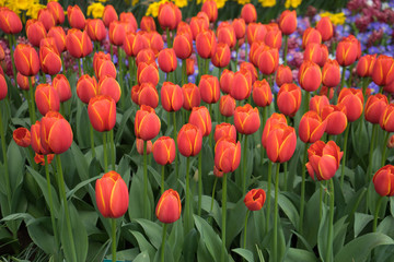 Bright red tulips with a tinge of yellow in Lisse,Keukenhoff, Netherlands, Europe