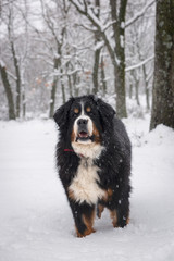 Bernse mountain dog portrait in winter.