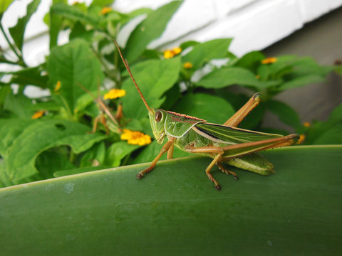 Gafanhoto listrado sobre uma folha verde no jardim
