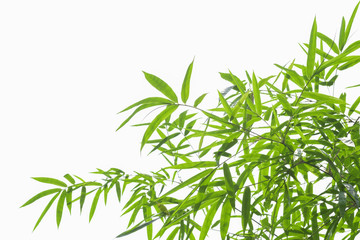 Fototapeta na wymiar Bamboo leaves isolate on white background with clipping path