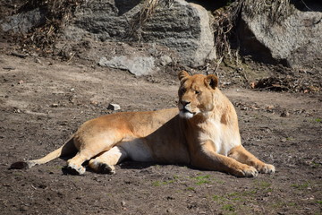 lion, lioness, animal, africa, cat, wild, feline, predator, wildlife, african, mammal, big, nature, carnivore, safari, zoo, young, leo, park, south, cub, five, fur, awesome, ecology
