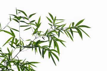 Bamboo leaves isolate on white background with clipping path