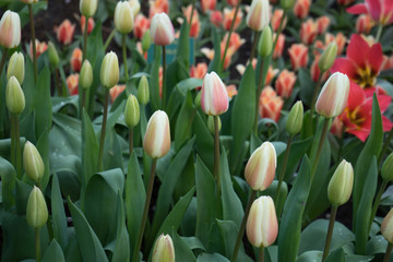 Tulip Buds with green leaves in a garden in Lisse, Netherlands, Europe