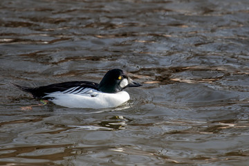 A common goldeneye swims in the pond