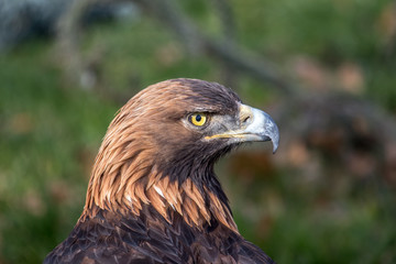 Portrait of a beautiful Golden Eagle