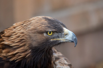 Portrait of a beautiful Golden Eagle