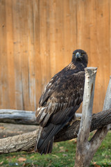 Portrait of a beautiful Golden Eagle