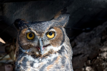 Great horned owl sleeping in a tree