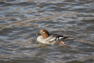 Female common goldeneye splashes in the pond