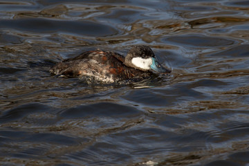 A ruddy Duck swims peacefully on the pond