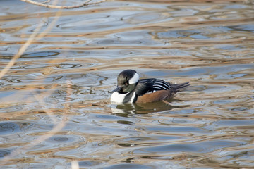 Hooded Merganser swims calmly in a pond
