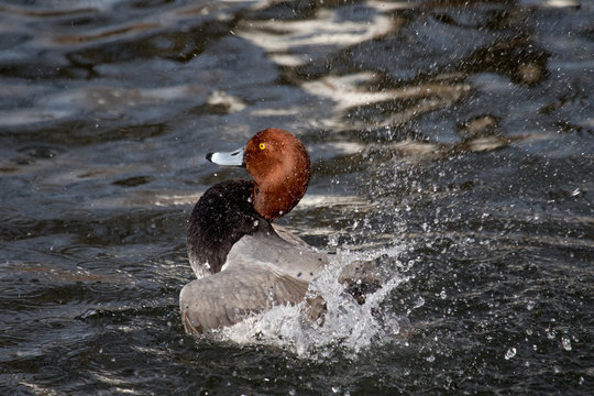 A Redhead duck splashing in a lake