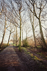 leafless trees on a path with sunshine in winter