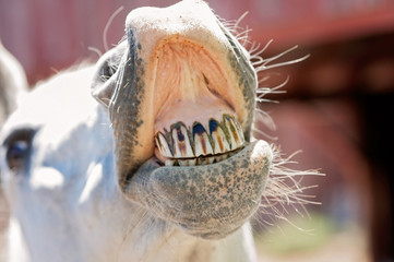 White Horse Baring Its Teeth