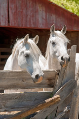 White Arabian Horses