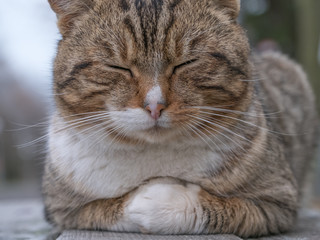 Fototapeta na wymiar Closeup of grey cat sitting on a bench
