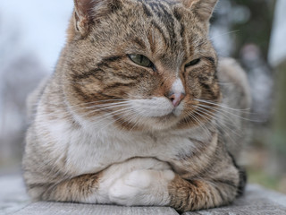 Naklejka na ściany i meble Closeup of grey cat sitting on a bench