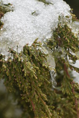 tree, winter, snow, nature, forest, cold, trees, sky, branch, frost, blue, white, pine, ice, landscape, green, christmas, season, frozen, snowy, branches, river, woods, outdoors, evergreen