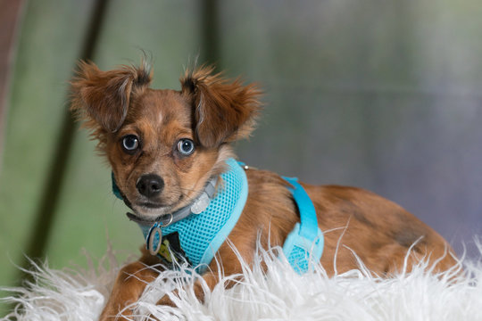 Blue eye puppy