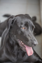 Black labrador retriever portrait