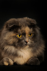 Schottische Faltohrkatze auf schwarzem Grund