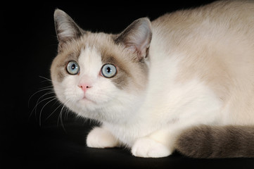 Britisch Kurzhaar Katze auf schwarzem Grund